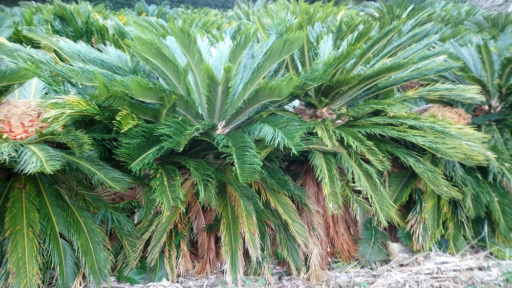 Cycas revolutia