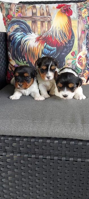 Yorkshire terrier Biewer I Black