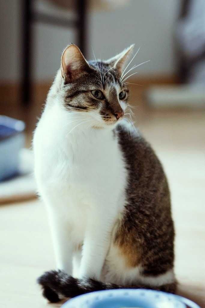 Piccolo kot do adopcji ze schroniska nieśmiały biało szary dwucolorowy