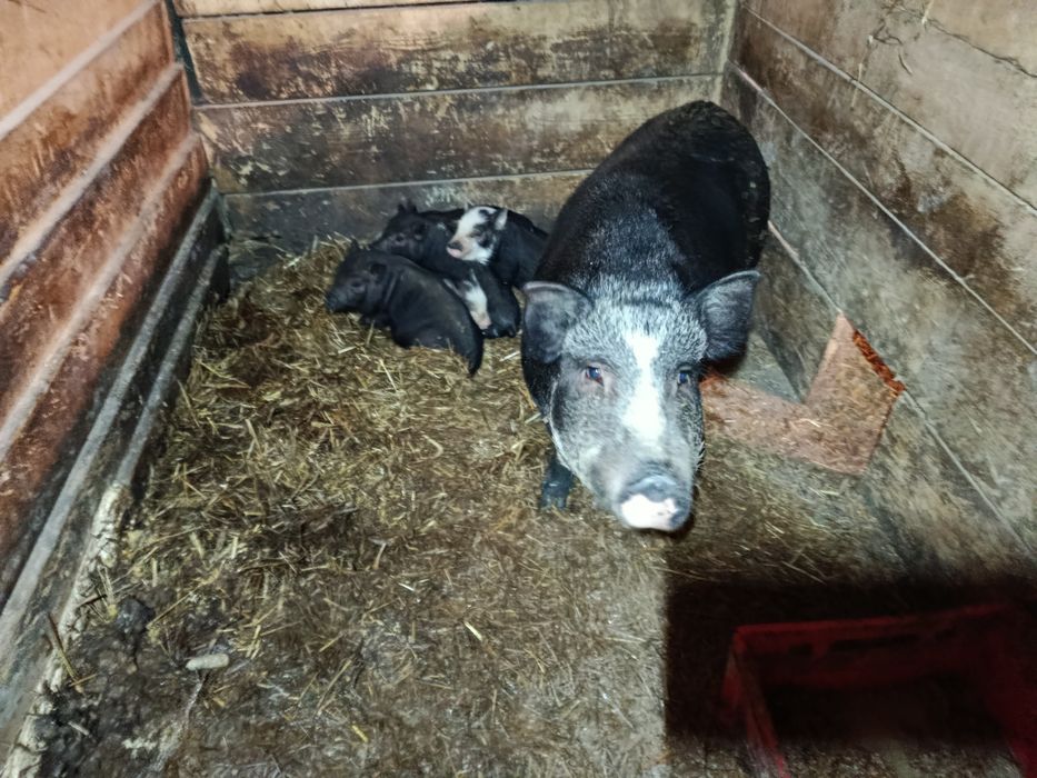 Świnki wietnamskie/swiniodzik młode z matką lub bez