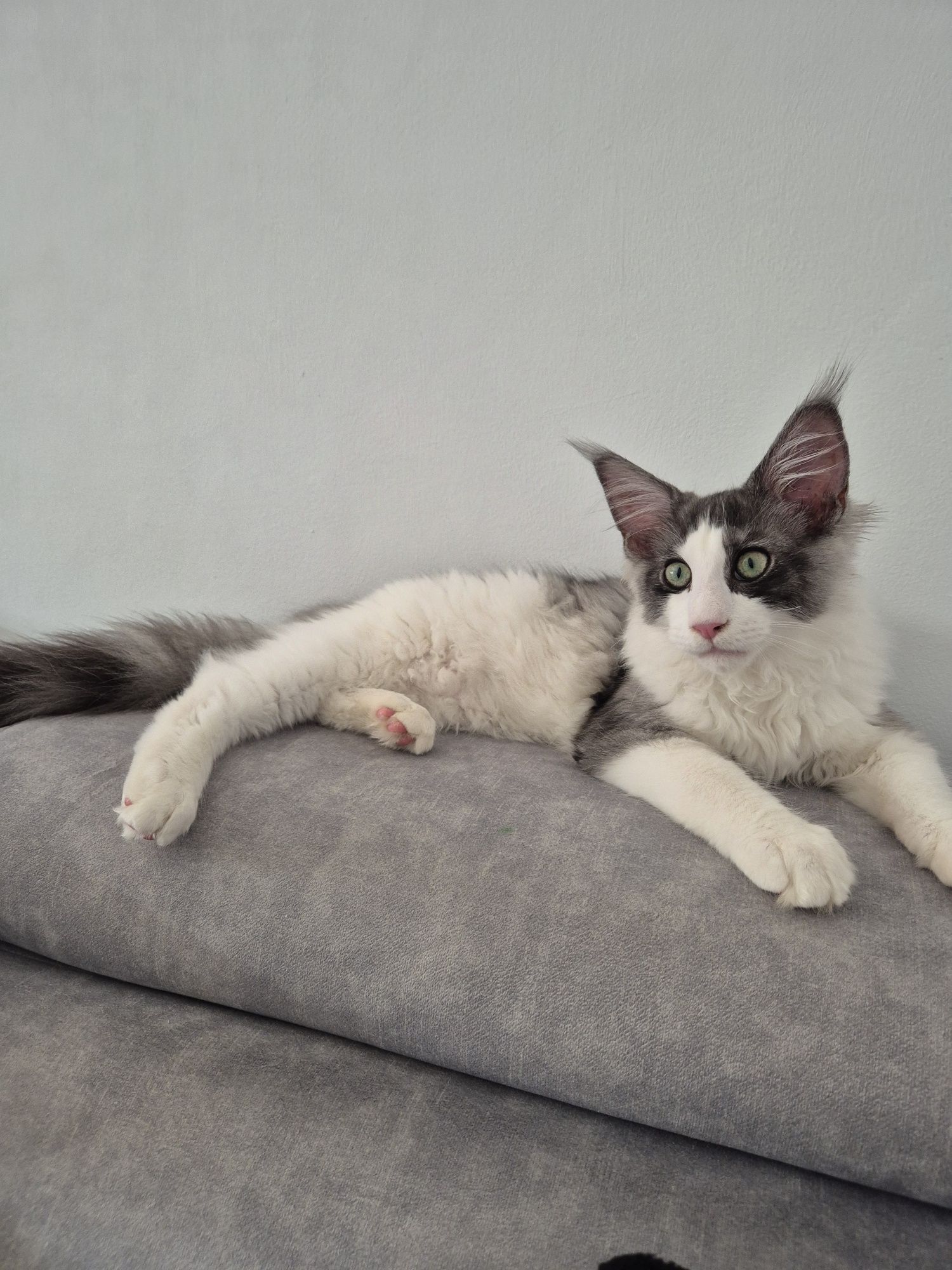 Maine Coon kocurek 5-mies