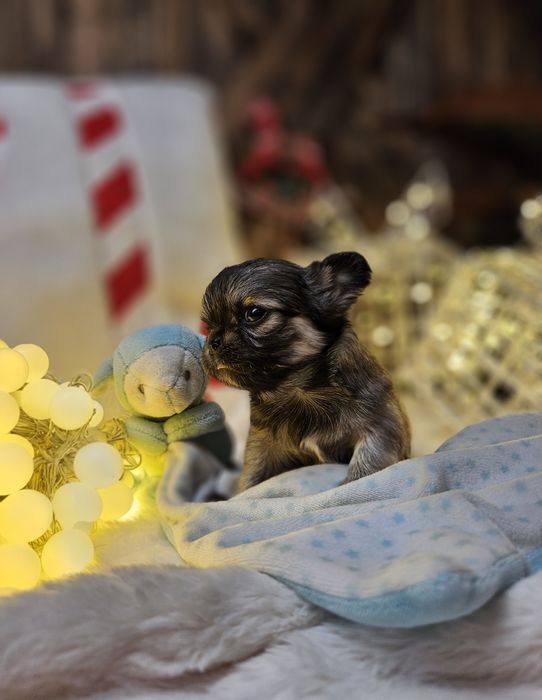 Chihuahua piękna dziewczynka