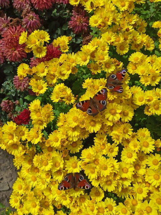 Хризантема желтая и темно бордовая