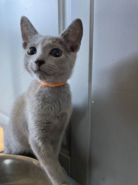 Koty, kocięta, koteczki Rosyjskie Niebieskie z rodowodem WCF