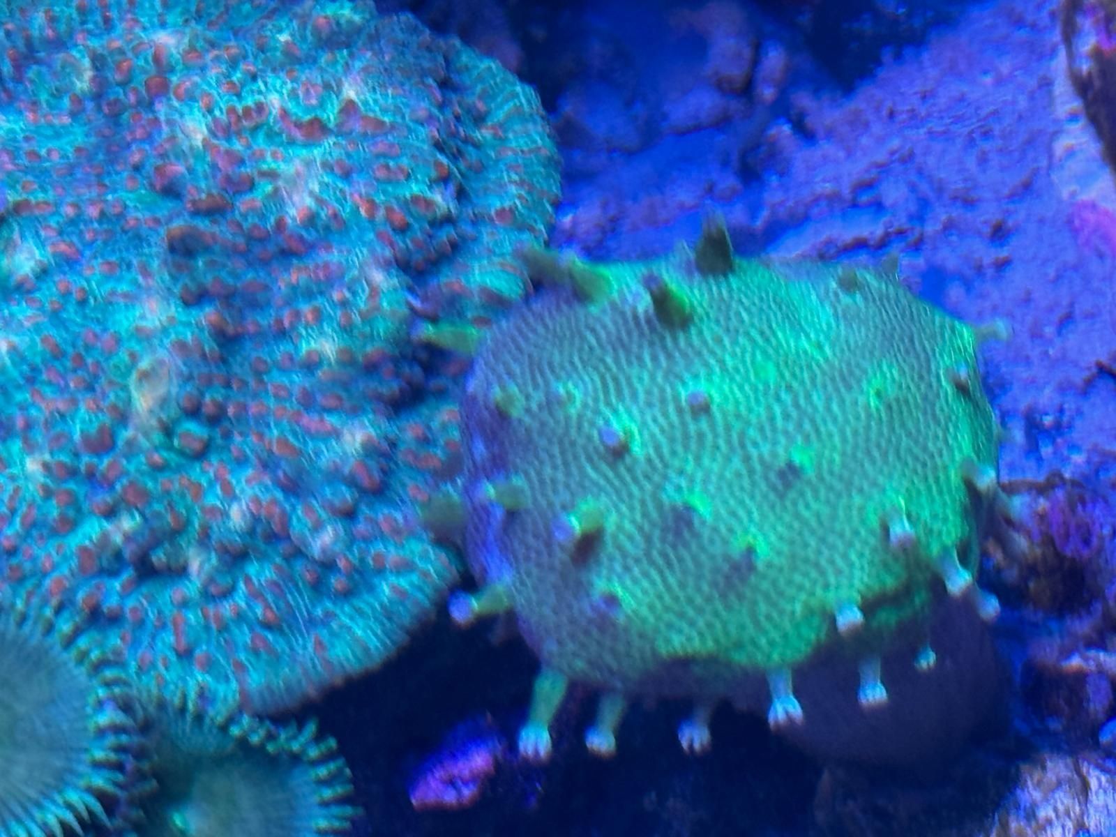 Akwarium morskie szczepienia sarcophyton fluo