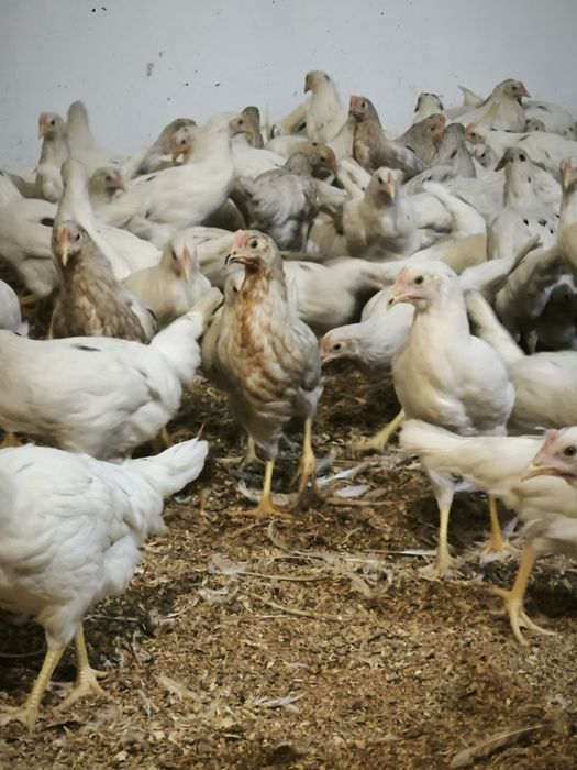 Kokoszki sendi 14 tygodni