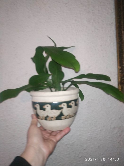 Królowa jednej nocy ,Epiphyllum oxypetalum