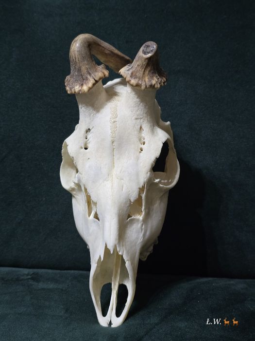 Kozioł parostki rogacz myłkus