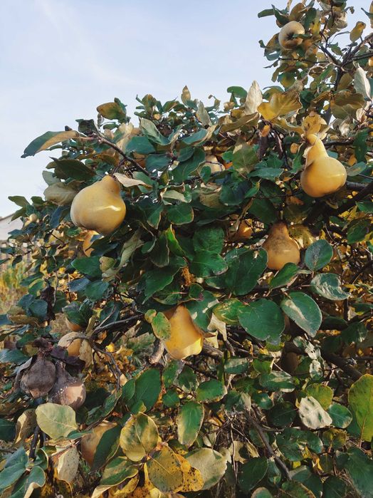 Pigwa gruszkowa 8 zł za kg