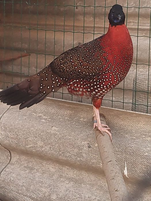 Faisões várias espécies