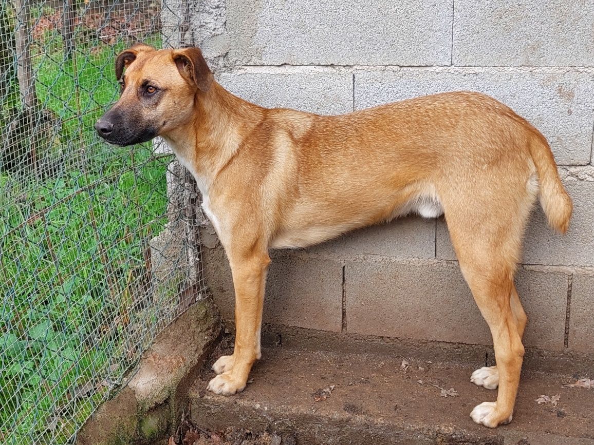 SVITELANO - Cãozinho para Adoção!