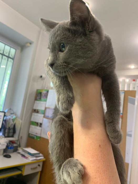 Врятовані кошенятка шукають домівки