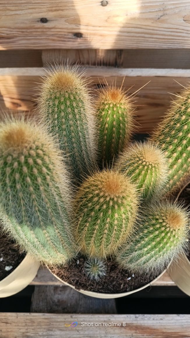 Kaktusy różne rodzaje Duże