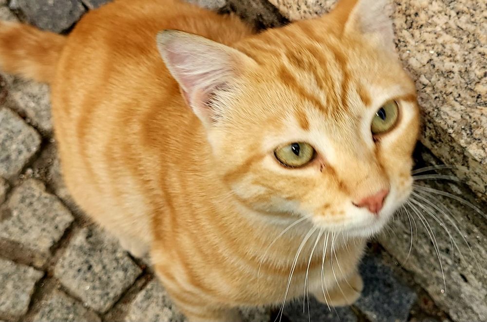 Gatinho para adoção