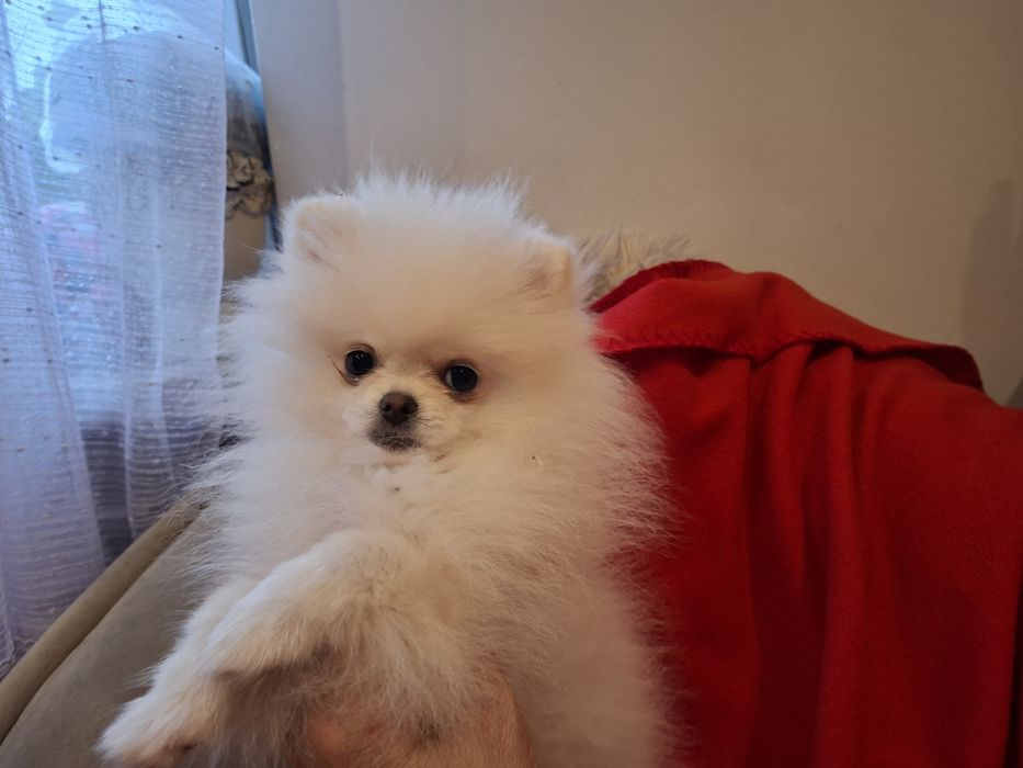 Sunia szpic miniaturowy pomeranian