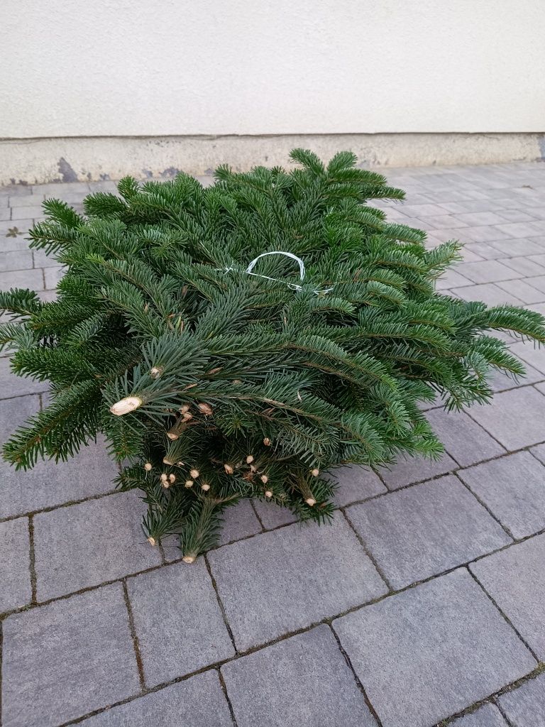 Gałęzie jodły kaukaskiej