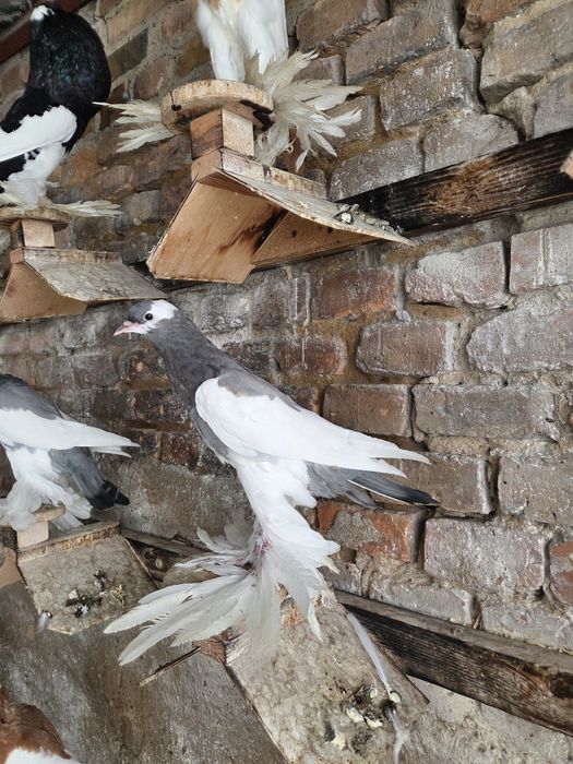 Garłacz Siodłaty Łapciaty (czeski) !!!