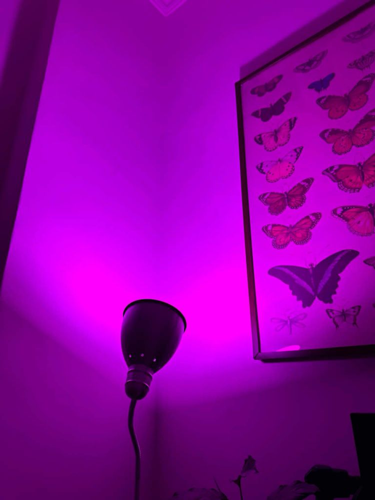 Żarówki Philips Hue White and color ambiance podwójne opakowanie E14