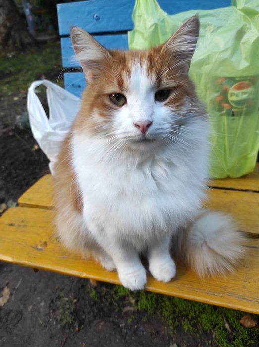 Котик,бесплатно,в добрые руки