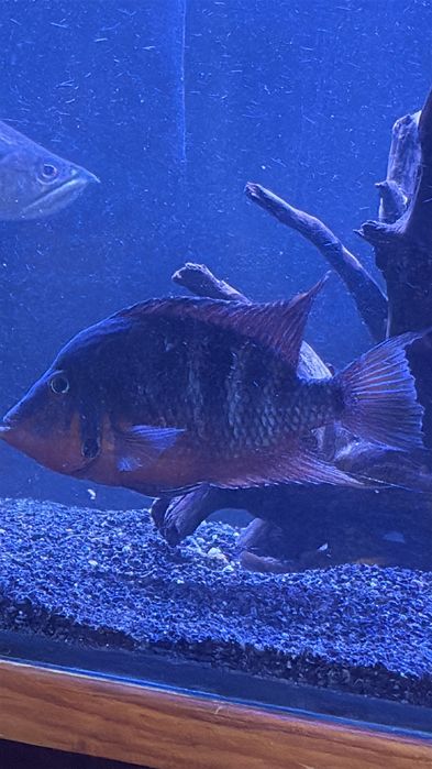 Boca de Fogo, Severus Gold , Oscar Albino