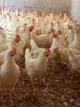 Kury Leghorn Młode 23 tyg Leghorny Dowóz