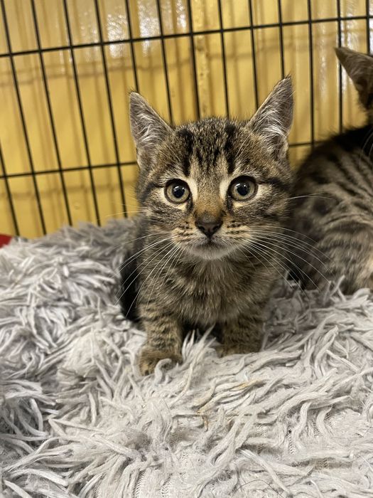3 miesieczny kocur do adopcji