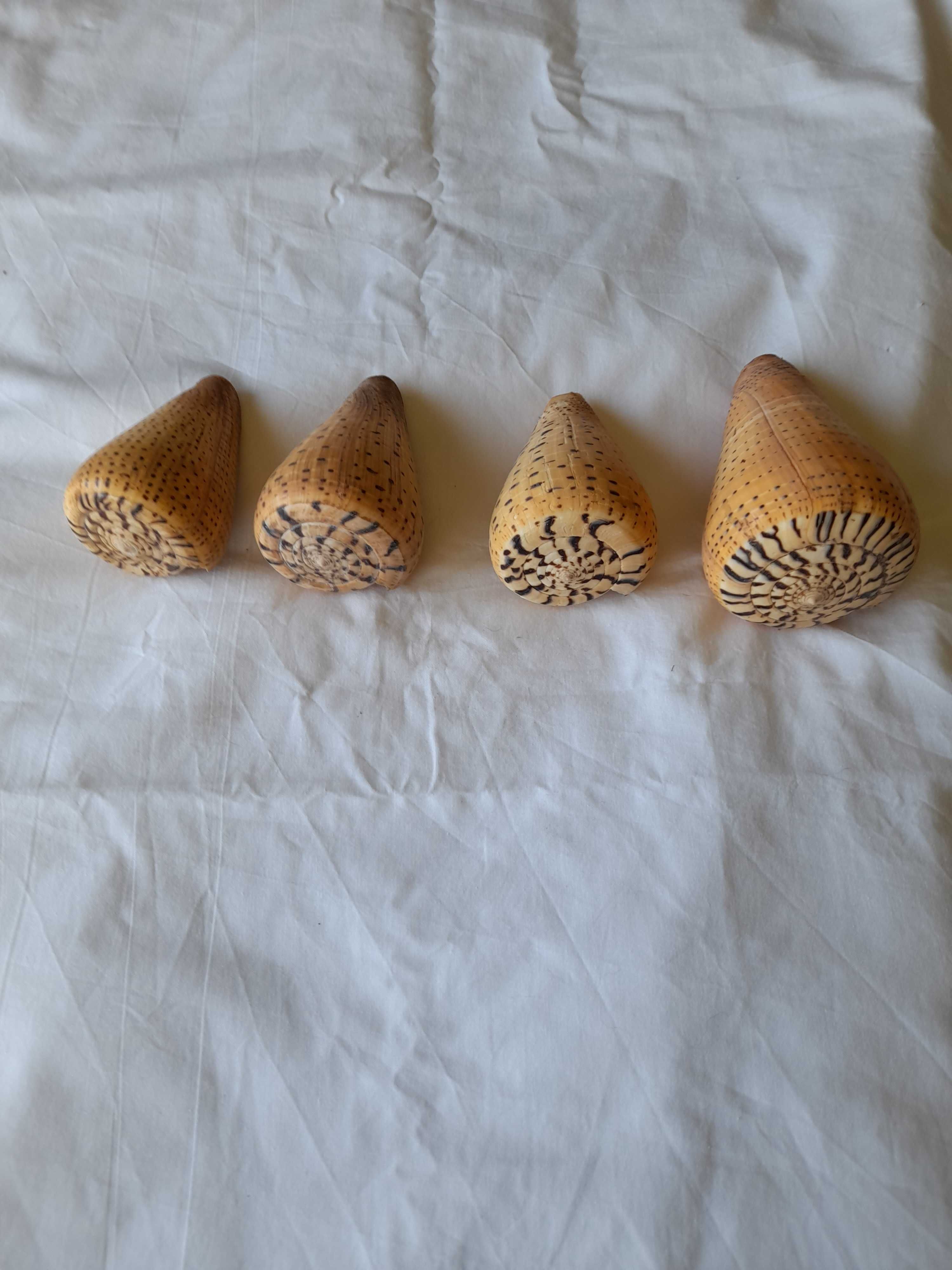 Conjunto 4 conchas marinhas cone betulinus