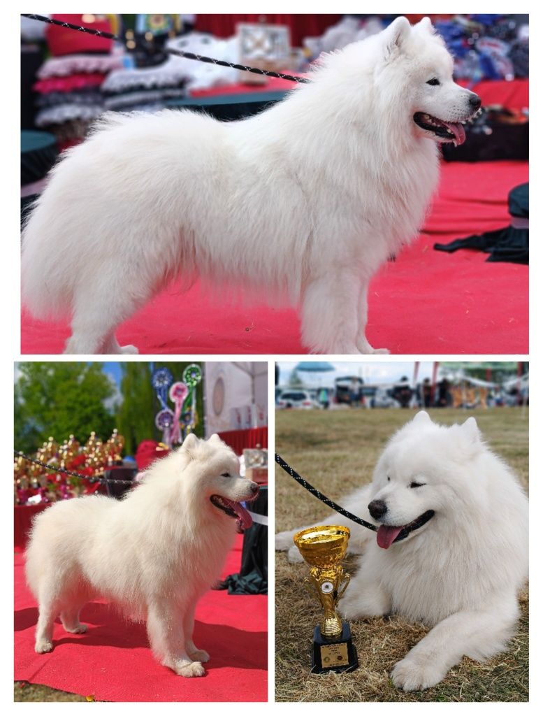 Szczeniaczek Samoyed  piesek gotowy do odbioru