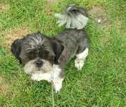 Czarno biały dwuletni piesek shihtzu