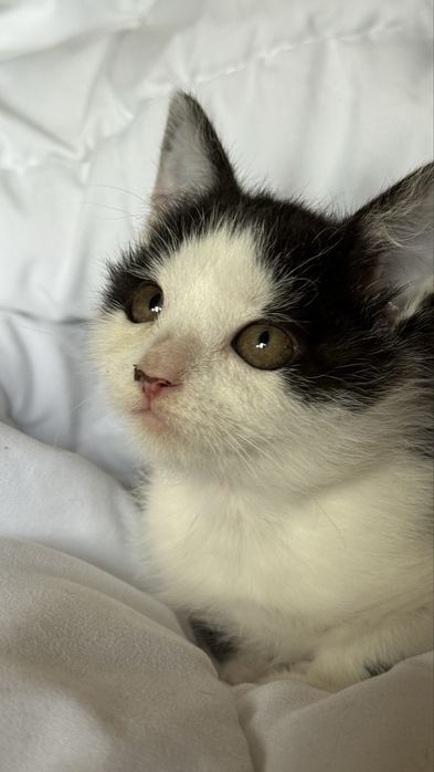 Котеня чорно біле дівчинка в добрі руки