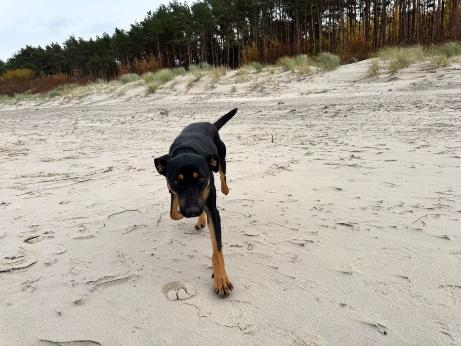 Suczka Lusia 8 miesiecy szuka domu