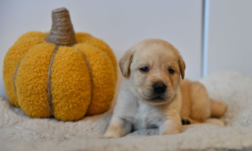 Labrador Retriever  (FCI) -biszkoptowy