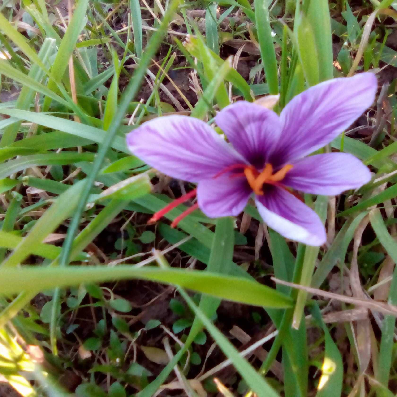 Цибулька шафрану на посадку (krokus sativus)