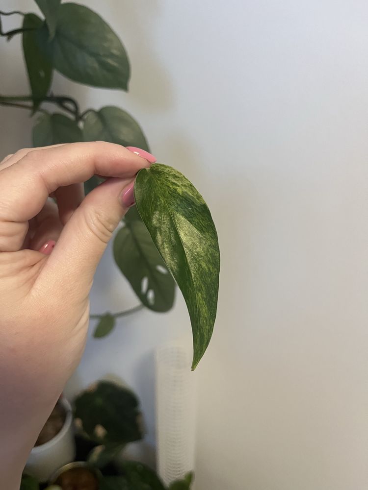 Epipremnum cebu blue variegata