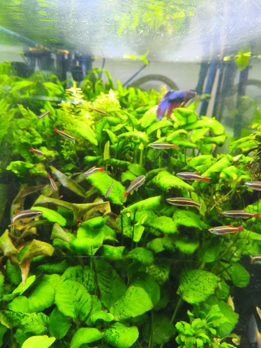 Cardumes de néons chineses e guppys