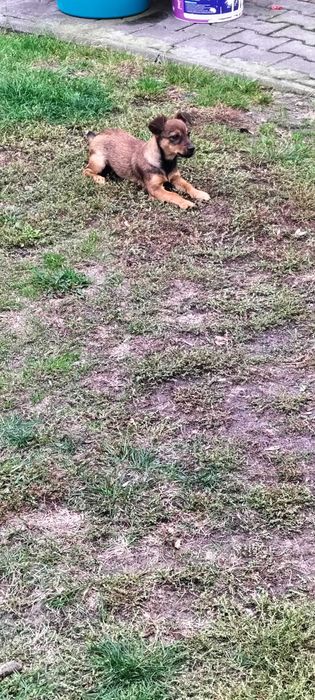 Oddam suczkę ( będzie wielkości kota)