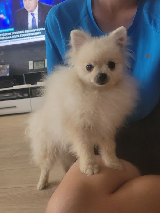 Szpic miniaturowy piesek 9 miesięcy