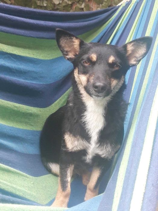 Fibi do adopcji.