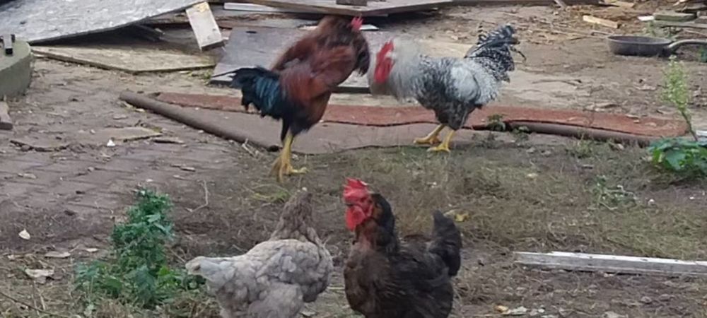 Sprzedam tegoroczne koguty w różnym wieku trzy karmazyn raz Amarok