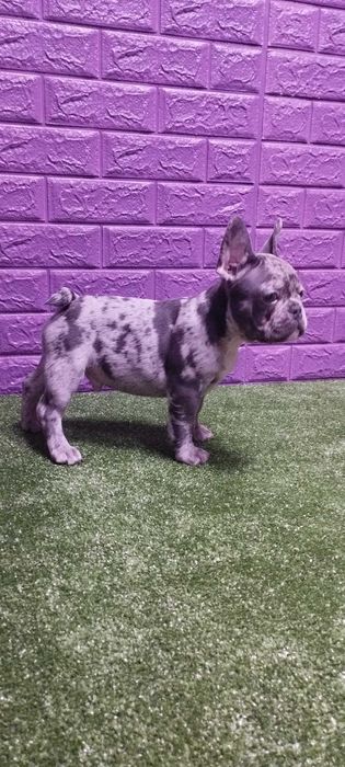 Маленький хлопчик в мерле окрасі