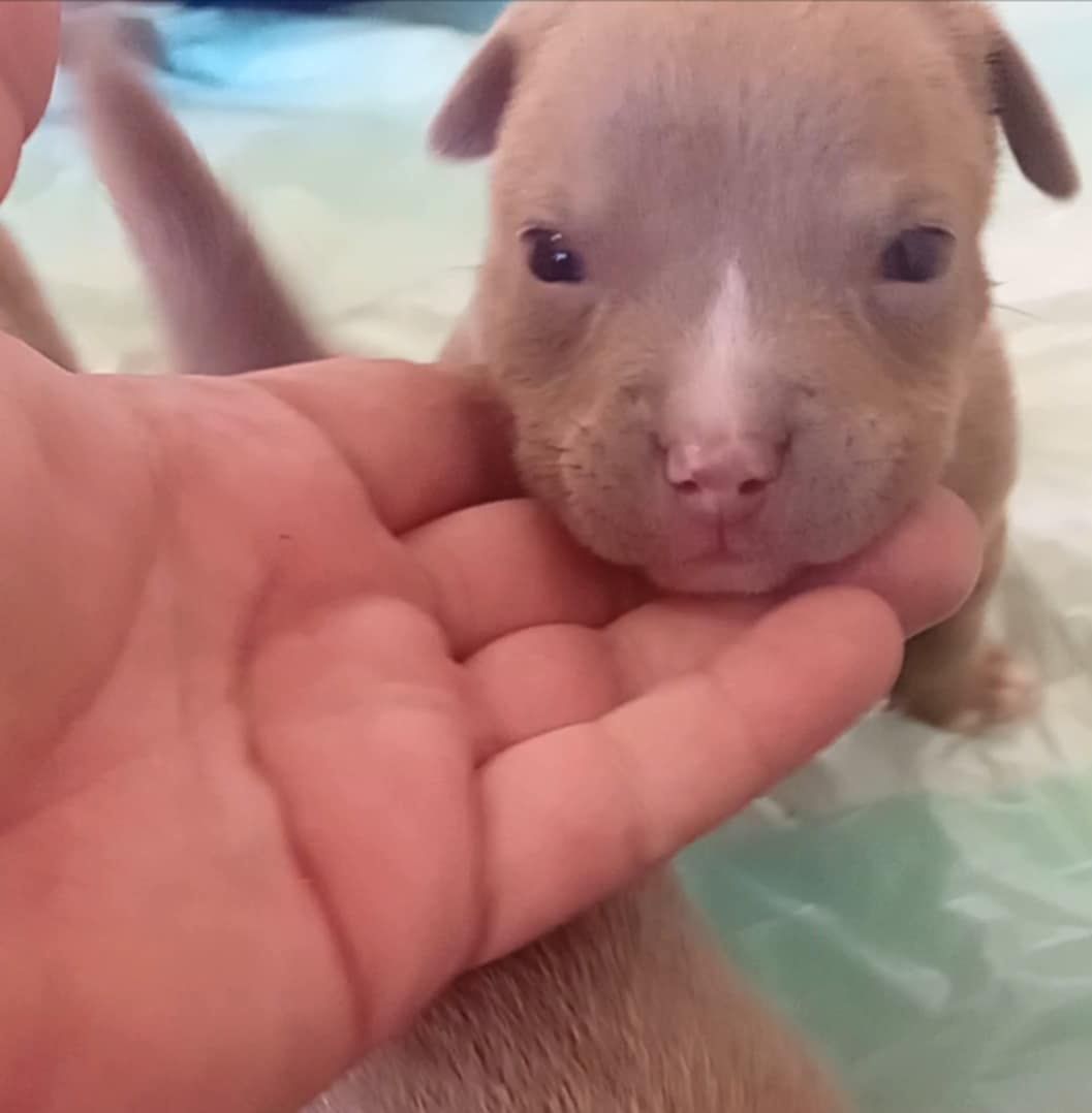 Cachorros pará adoção