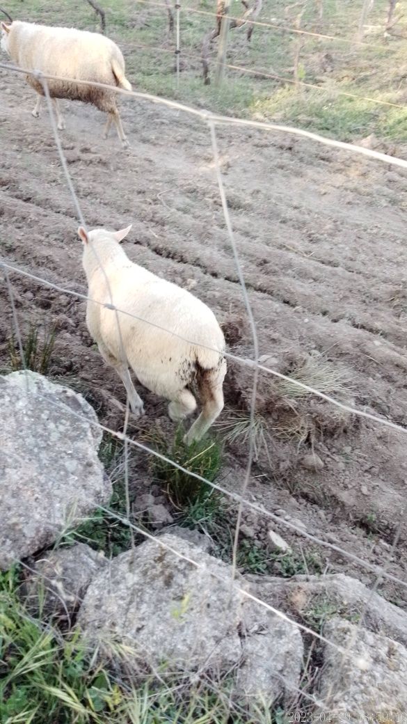 Vendo Borregos texel