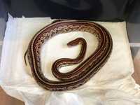 Wąż zbożowy Pantherophis guttatus odmiana okeetee tessera