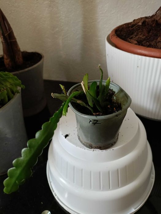 Эпифиллум угловатый агулер