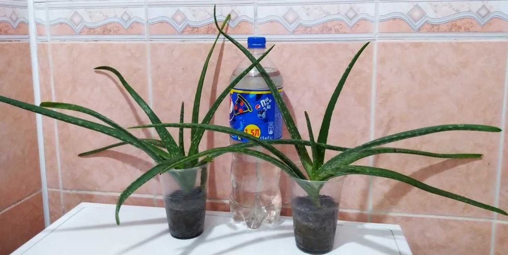 Алое, Антуріум, Сингоніум, Монстера