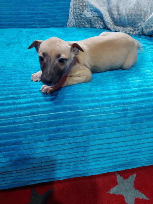 Chart Angielski Whippet suczka