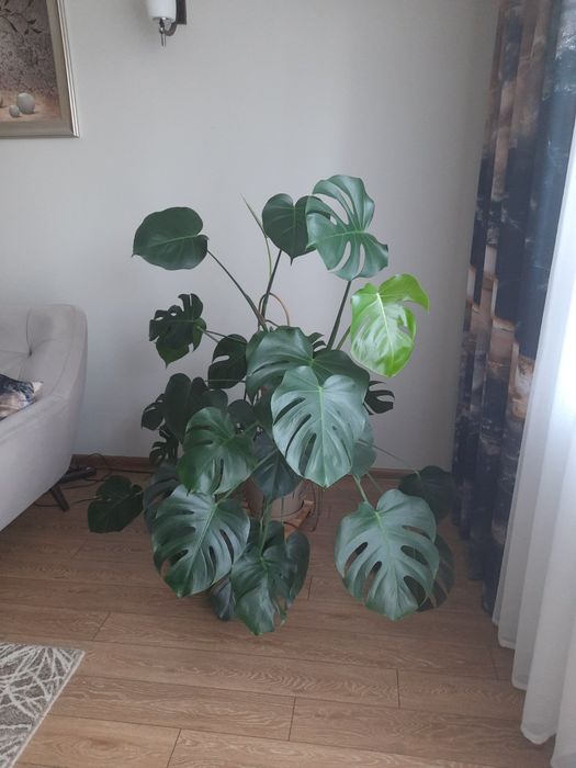 Roślina doniczkowa Monstera 140cm