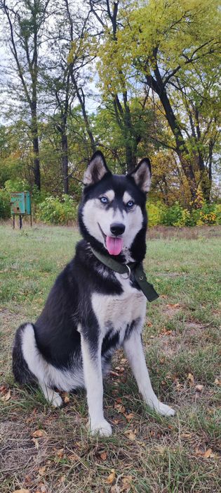 Бронь цуценят від мами Сибірський Хаскі