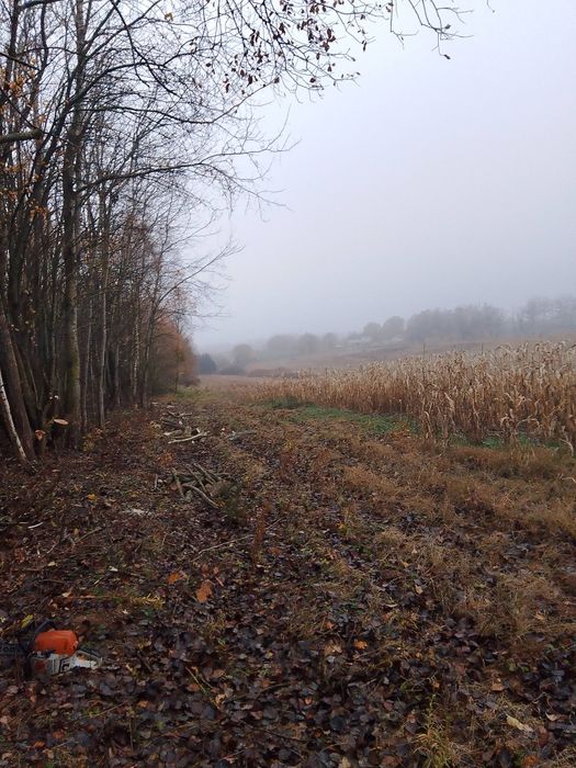 Wycinka drzew wywrotów samosiejek  usuwanie zagrożeń