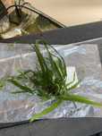 Microsorium pteropus
